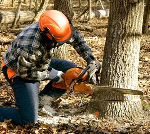 Tree Removal in Trenton, IL